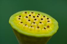 Lotus Seeds Stock Images Lotus Seeds Stock Images