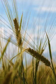 Ears Of Wheat Against Sky Stock Photography Ears Of Wheat Against Sky Stock Photography