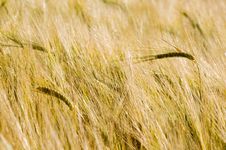 Ears Of Wheat In Field Stock Image Ears Of Wheat In Field Stock Image