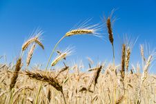 Wheat Ears Stock Images Wheat Ears Stock Images