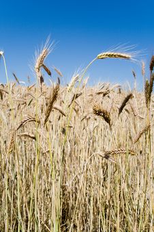 Wheat Ears Against Blue Sky Royalty Free Stock Photo Wheat Ears Against Blue Sky Royalty Free Stock Photo