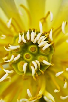 Lotus Blossom Royalty Free Stock Photos Lotus Blossom Royalty Free Stock Photos