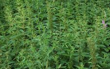 Dense Thrickets Of A Nettle Stock Image Dense Thrickets Of A Nettle Stock Image