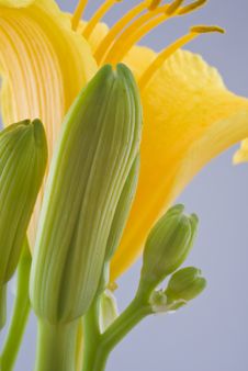 Daffodil Bulbs Stock Photography