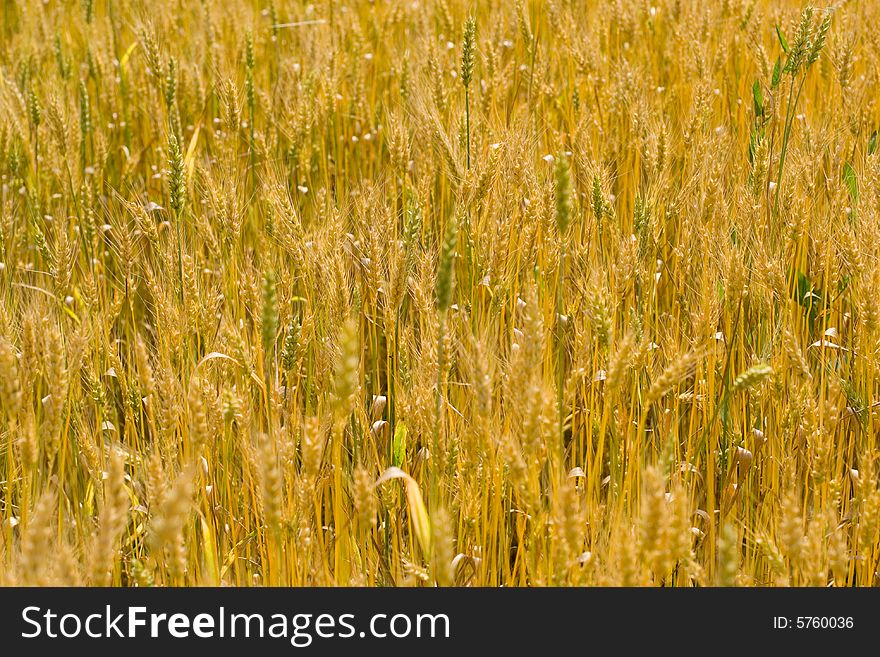 Field Of Wheat