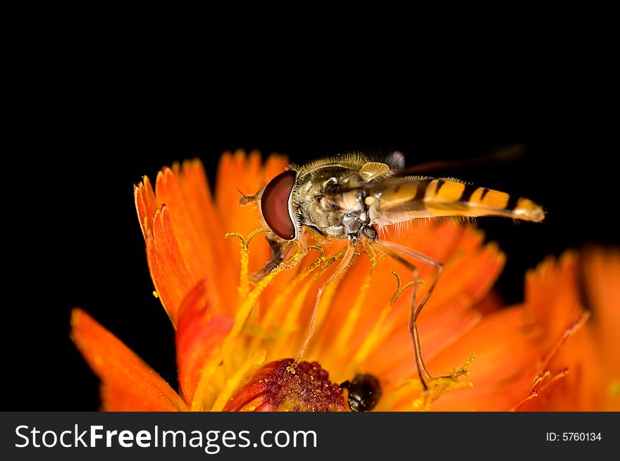 Nice orange fly on a beautiful wild flower