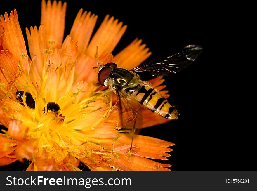 Nice orange fly on a beautiful wild flower