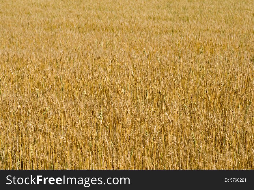 Summer field of wheat background