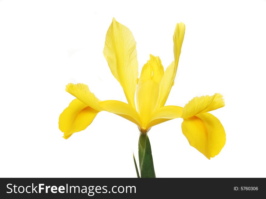 Yellow Dutch iris flower isolated against white