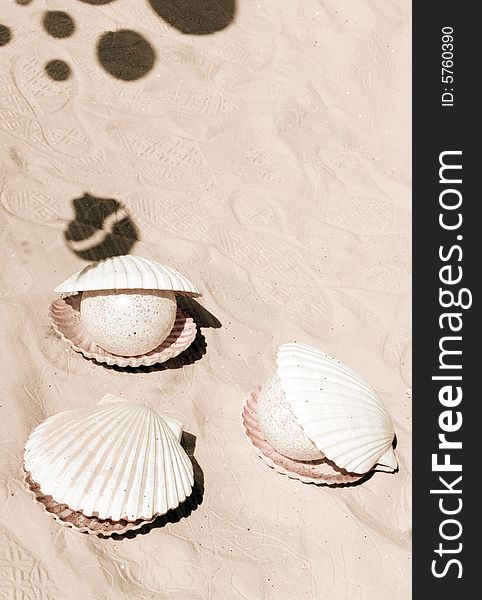 Shells and bubble shadows on the sand. Sepia tone. Space for copy. Vacation and sea concept. Shells and bubble shadows on the sand. Sepia tone. Space for copy. Vacation and sea concept.