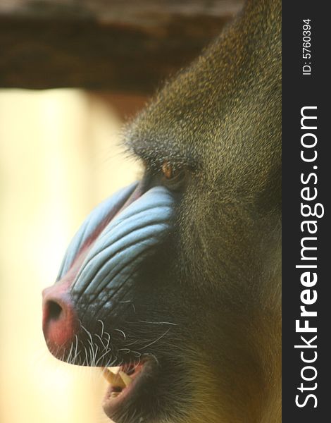 Photo of a male mandrill baboon