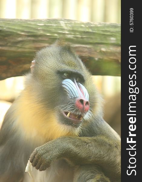 Male Mandrill Baboon