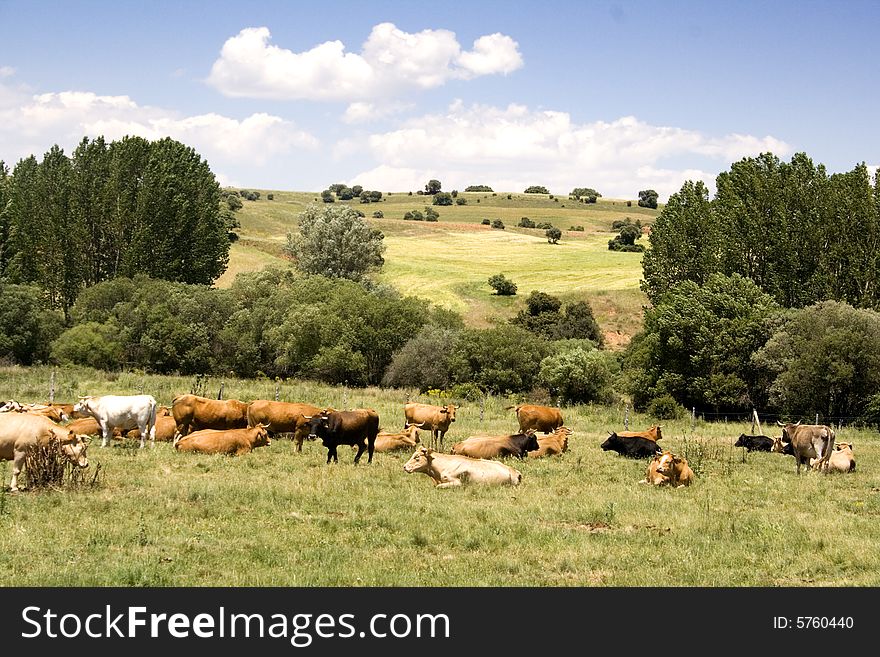 Cows grazing at a field. Cows grazing at a field