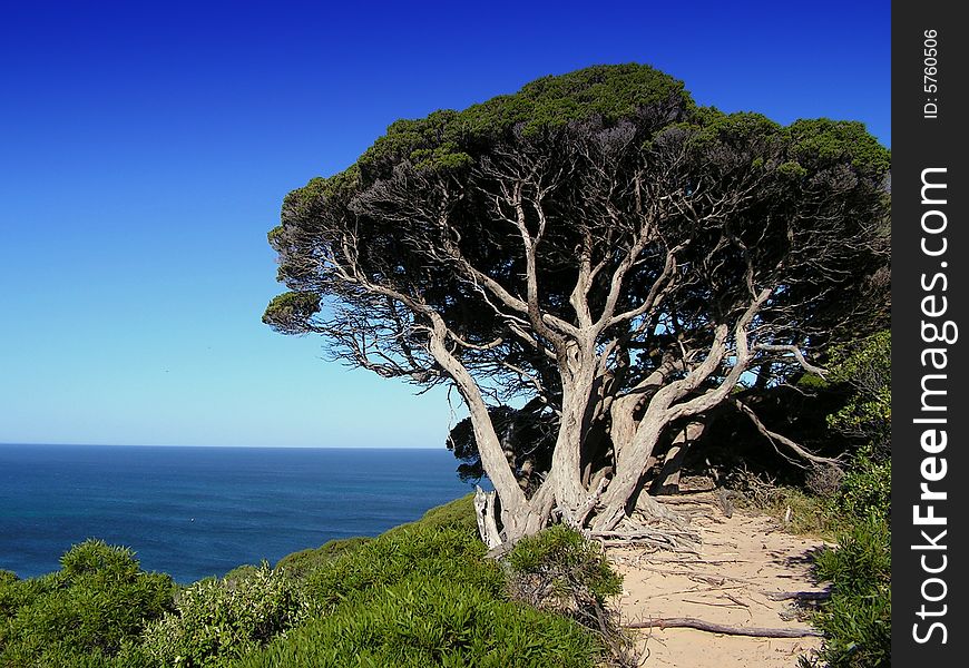 Tree at the coast of the Indian Ocean at Cape Naturaliste. Tree at the coast of the Indian Ocean at Cape Naturaliste