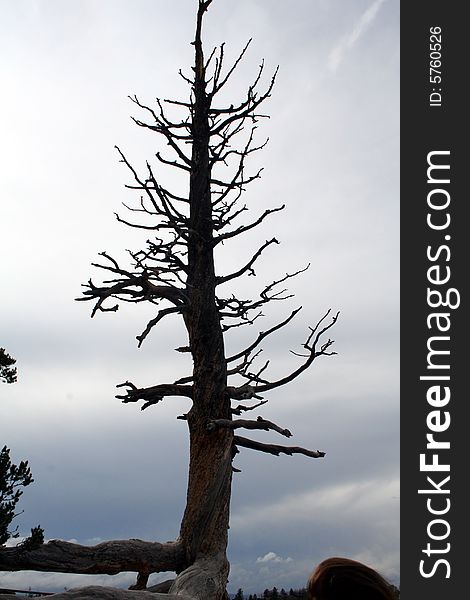 A lonely single tree that shows solitude