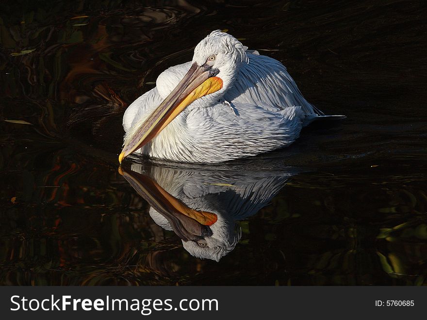 Pelican reflecting in a pond. Pelican reflecting in a pond
