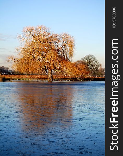 Tree Reflected In Frozen Lake