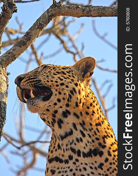 Leopard in a tree in the Sabi Sands Reserve