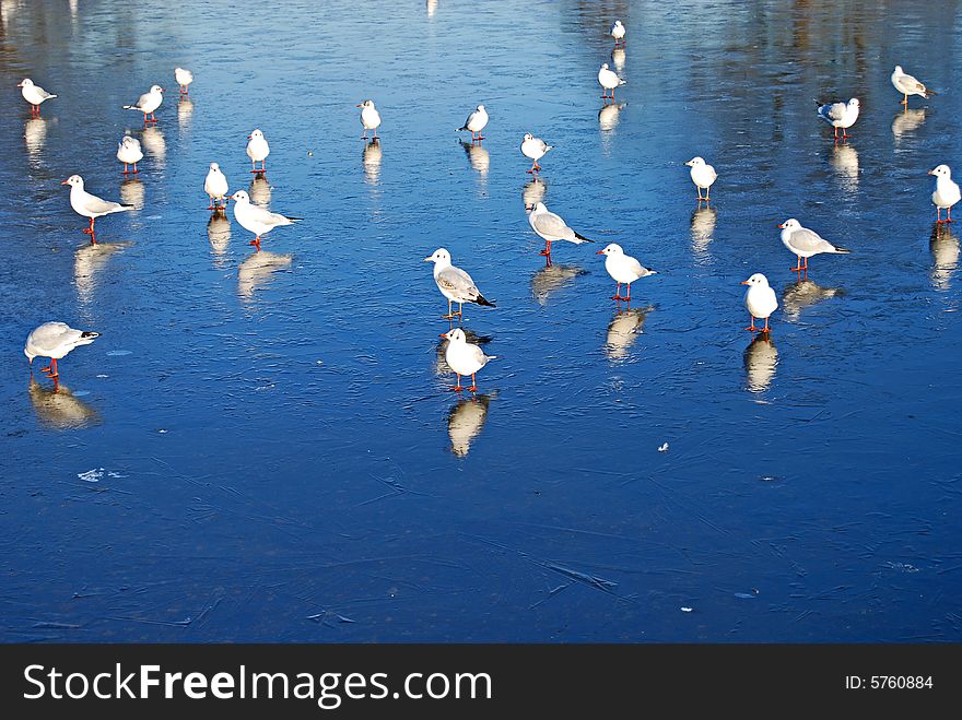 Seagulls on ice