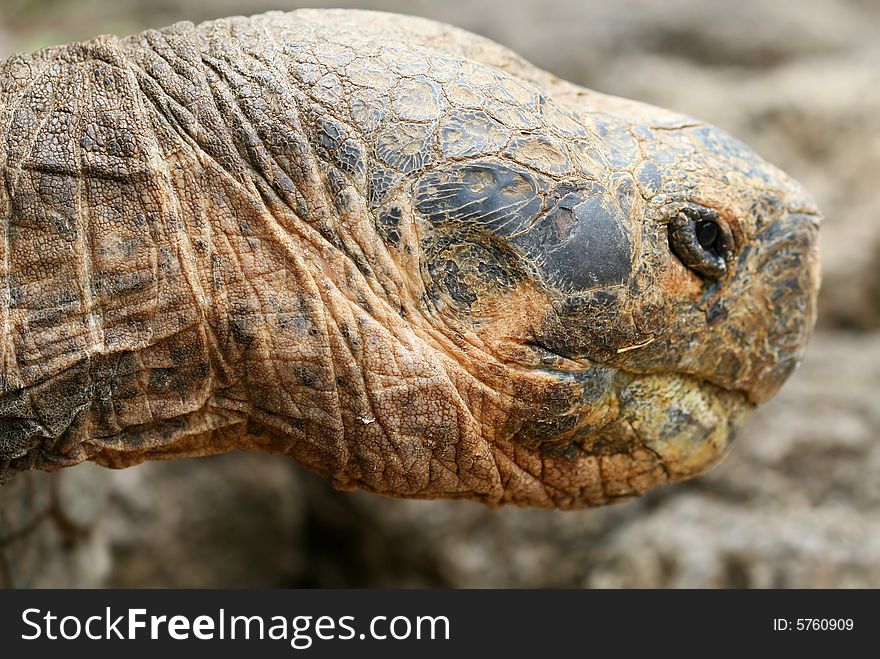 Close up Giant Galapagos Tortoise - Head Shot; on Santa Cruz Island