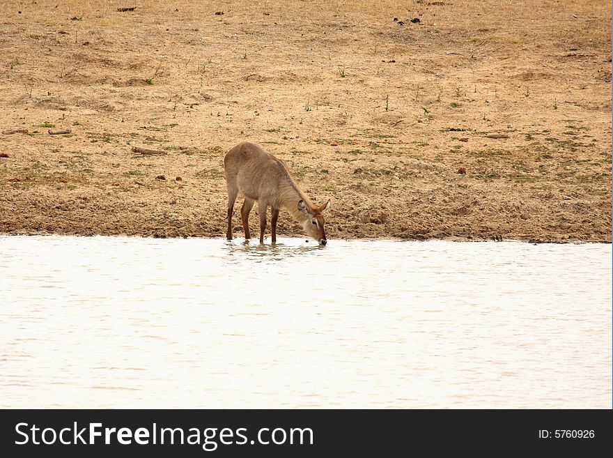 Photo of Female Waterbuck taken in Sabi Sands Reserve in South Africa