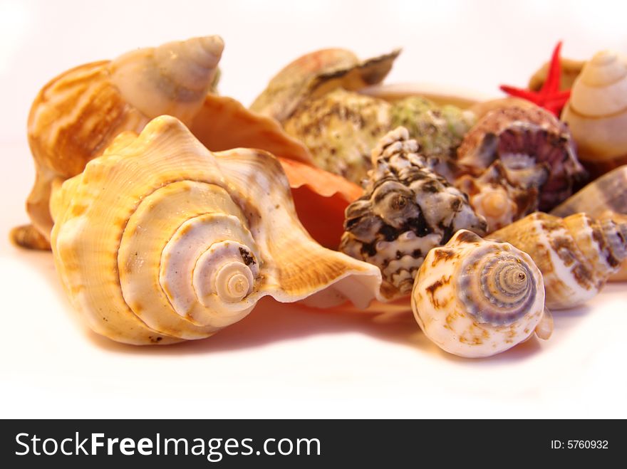 Close-up on different types of seashells on white background. Close-up on different types of seashells on white background