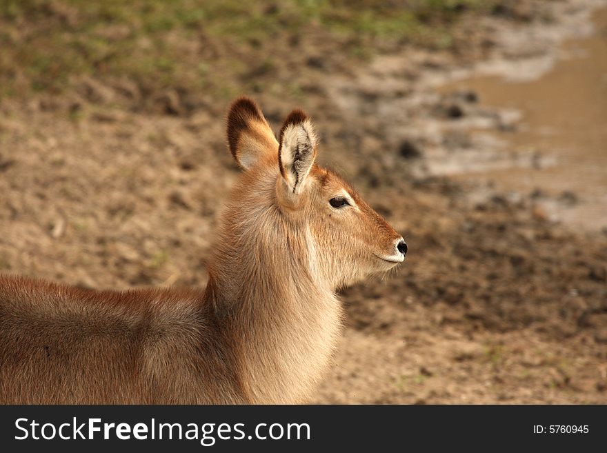 Photo of Female Waterbuck taken in Sabi Sands Reserve in South Africa