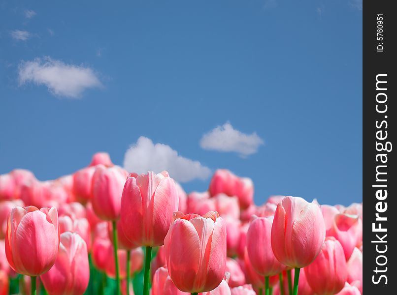 Tulips on a blue sky background.