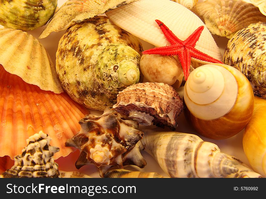 Close up on different types of seashell. Close up on different types of seashell