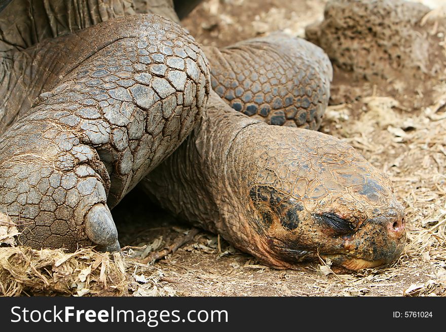 Resting Galapagos Tortoise - Head Shot; on Santa Cruz Island