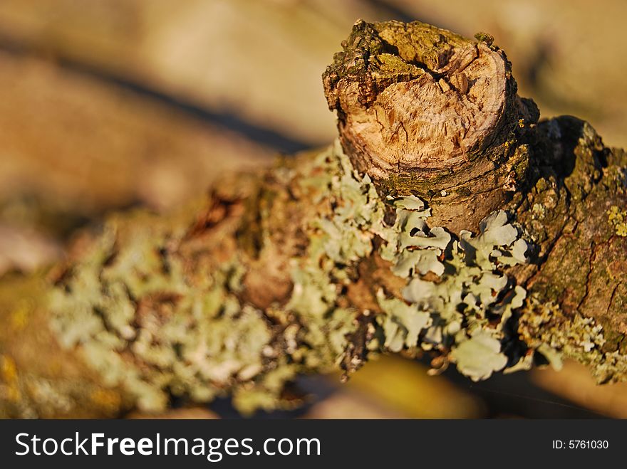 Lichen on a Log