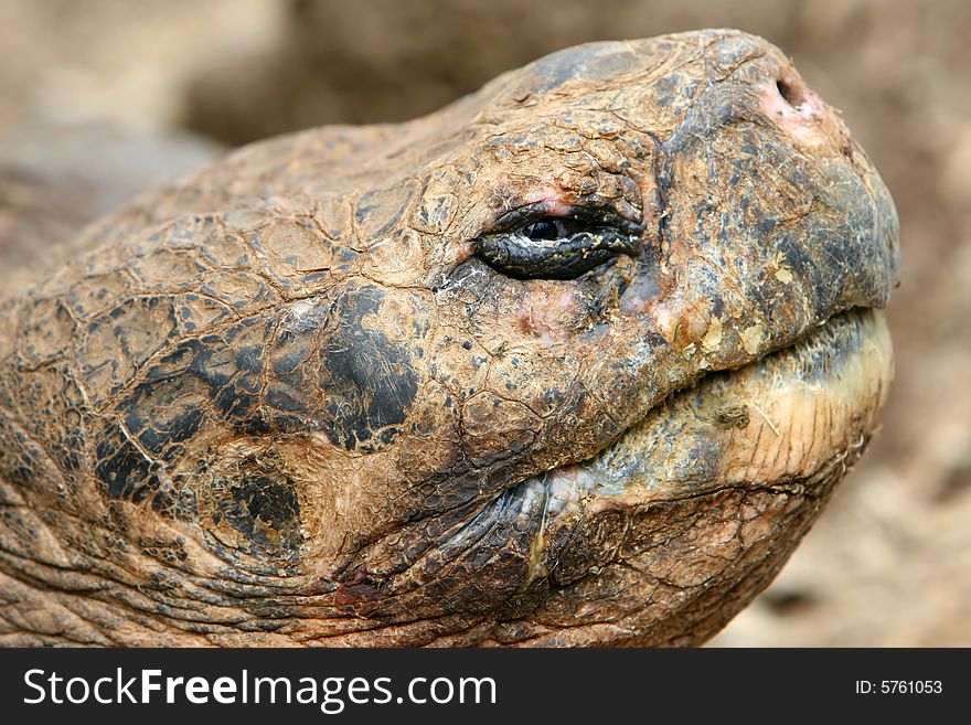 Close up Giant Galapagos Tortoise - Head Shot; on Santa Cruz Island