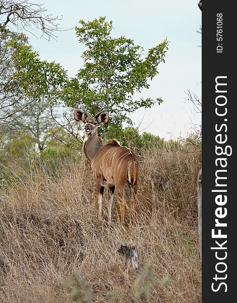 Photo of male Kudu taken in Sabi Sands Reserve in South Africa