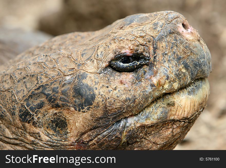 Giant Galapagos Tortoise