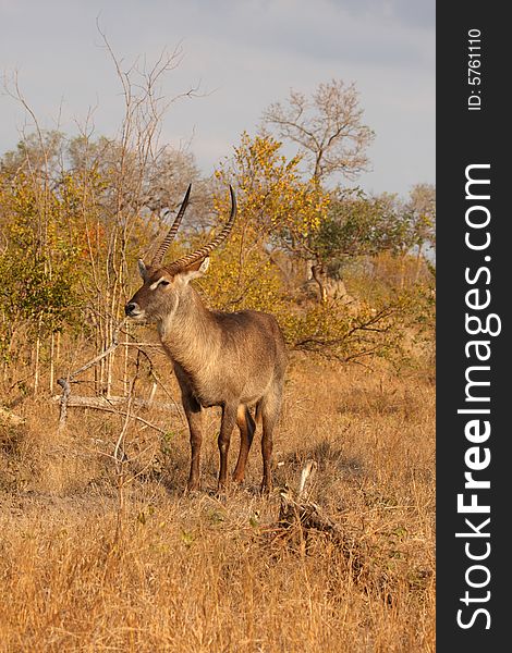 Photo of Male Waterbuck taken in Sabi Sands Reserve in South Africa