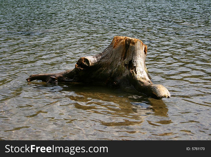 Tree remains on the coast of the lake. Tree remains on the coast of the lake.
