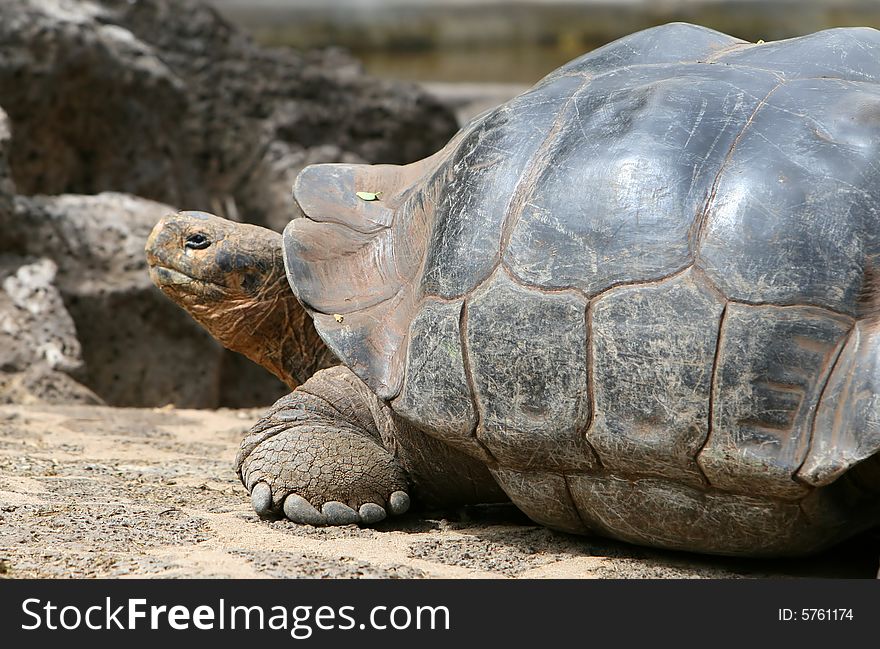 Giant Galapagos Tortoise on Santa Cruz Island, Ecuador