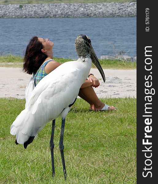 The exotic bird keeps company to the dreaming girl in Port Canaveral, Florida. The exotic bird keeps company to the dreaming girl in Port Canaveral, Florida.