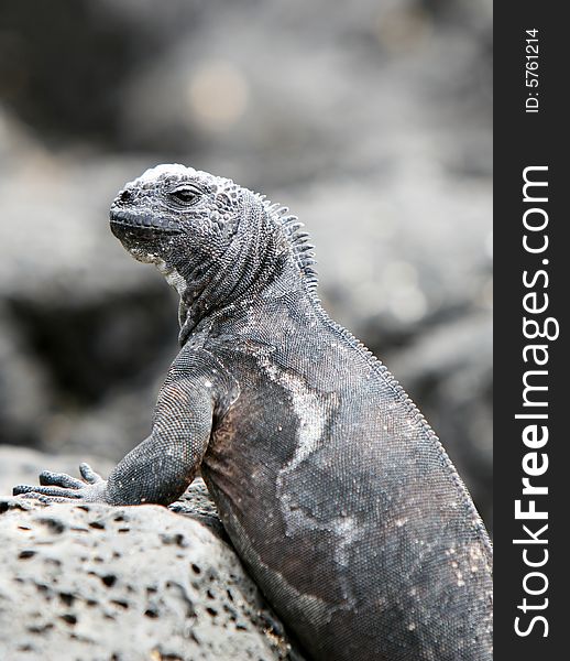 Marine Iguana on black volcanic rocks - Ecuador