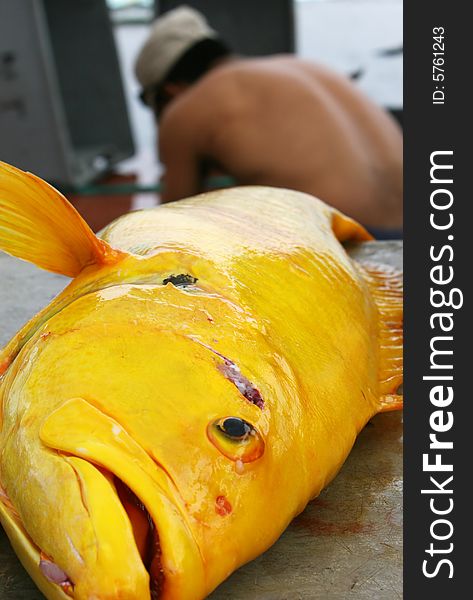 A large yellow fish caught on the island of Santa Cruz, Ecuador