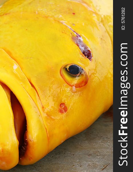 A large yellow fish caught on the island of Santa Cruz, Ecuador