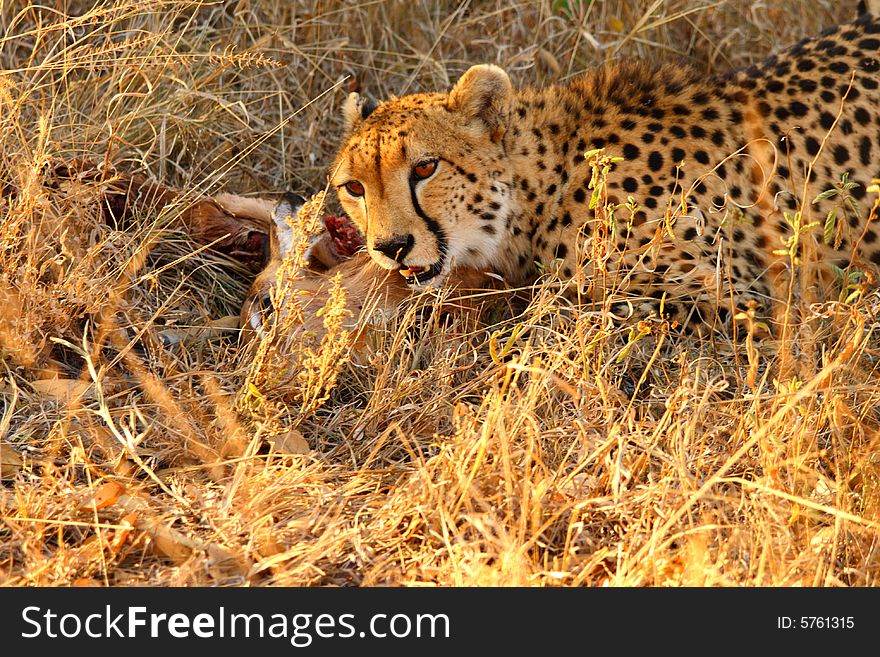 Photo of a Cheetah with a dead impala. Photo of a Cheetah with a dead impala