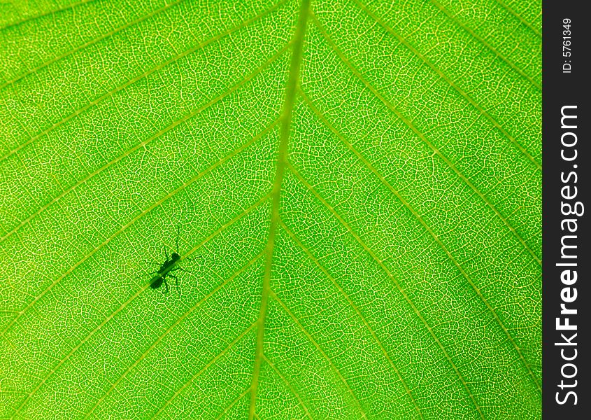 Ant on the beautiful green spring leaf. Ant on the beautiful green spring leaf