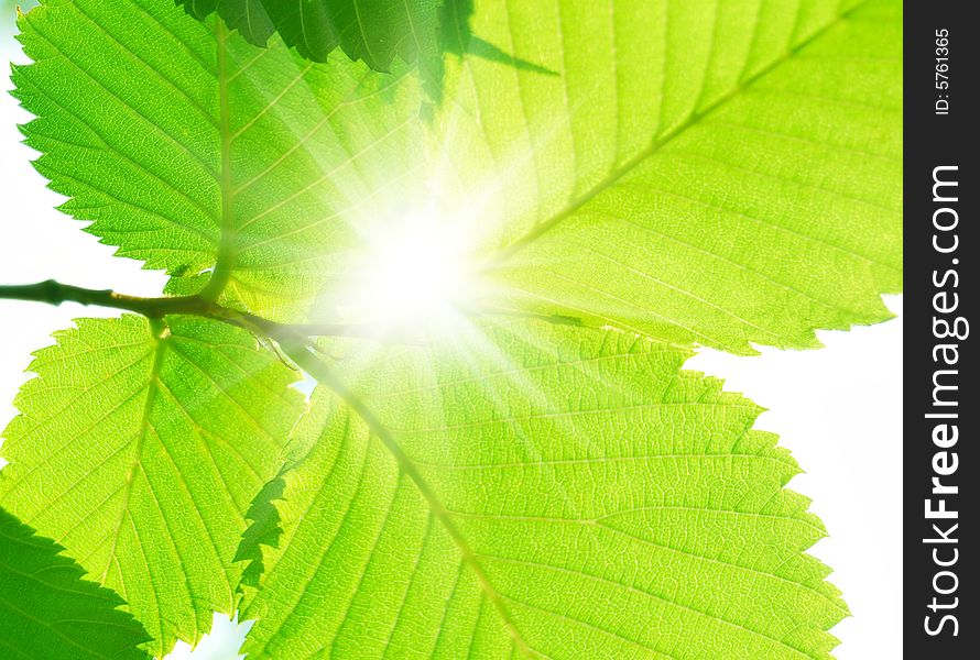 Branch with beautiful green sammer leafs in sunlight. Branch with beautiful green sammer leafs in sunlight