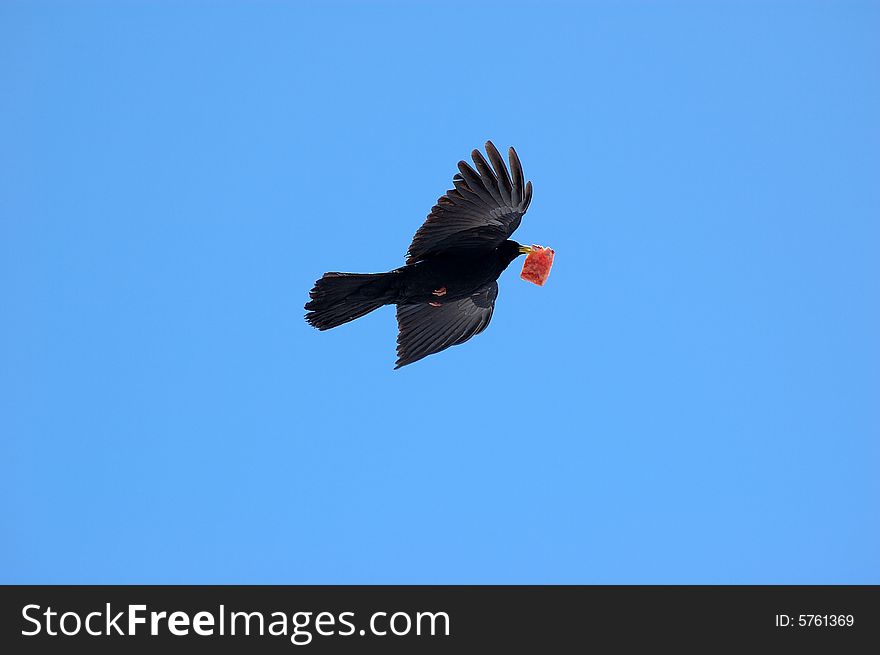 A flight of bird with food.