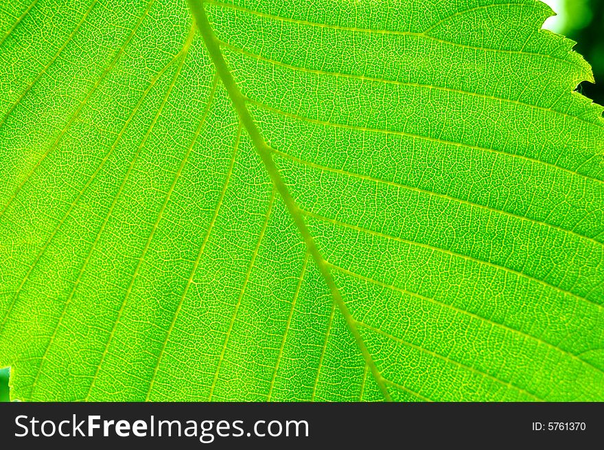 Close-up image of beautiful green sammer leaf. Close-up image of beautiful green sammer leaf