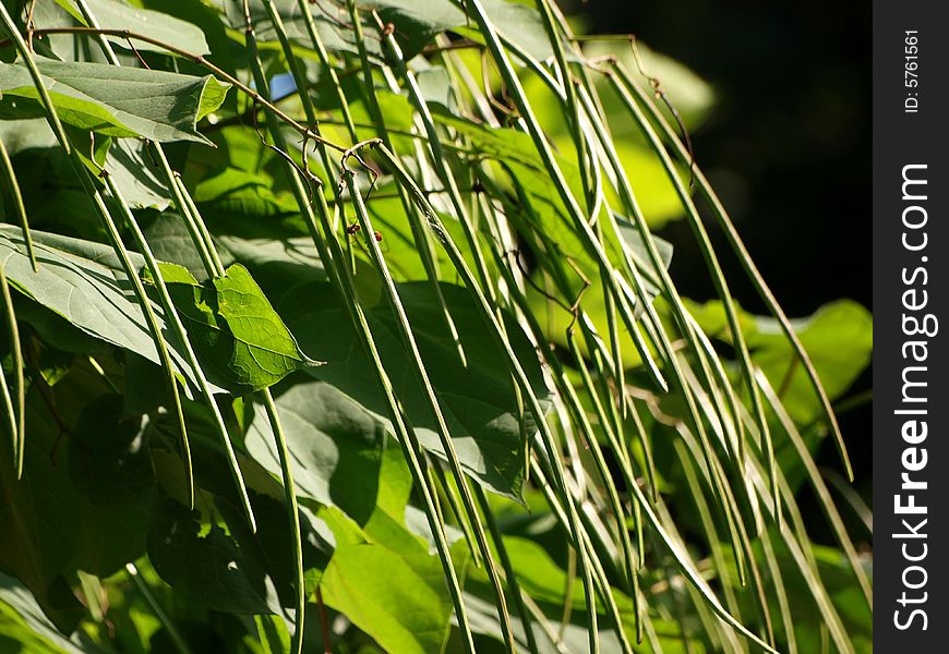 An image of a lot of twigs of plants.