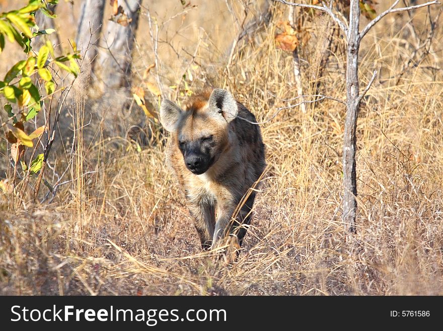 Hyena in Sabi Sands Reserve