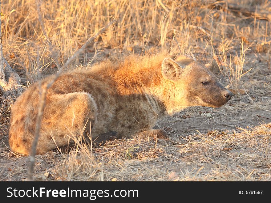 Hyena in Sabi Sands