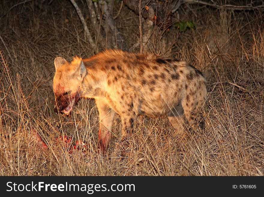 Hyena on a kill in Sabi Sands Reserve